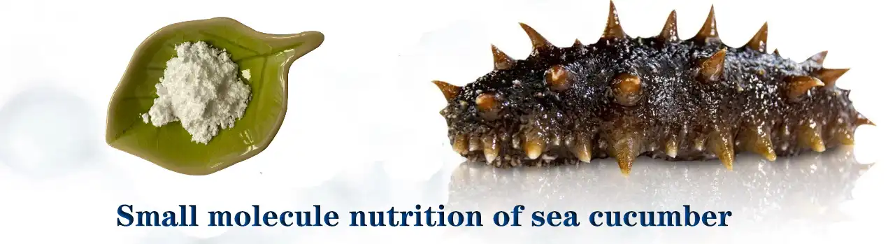 Small molecule nutrition of sea cucumber.jpg